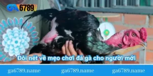 doi-net-ve-meo-choi-da-ga-cho-nguoi-moi