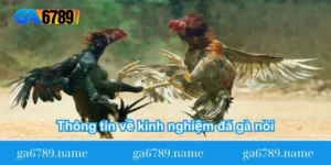 thong-tin-ve-kinh-nghiem-da-ga-noi